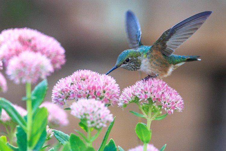 Colibri - photo d'oiseau