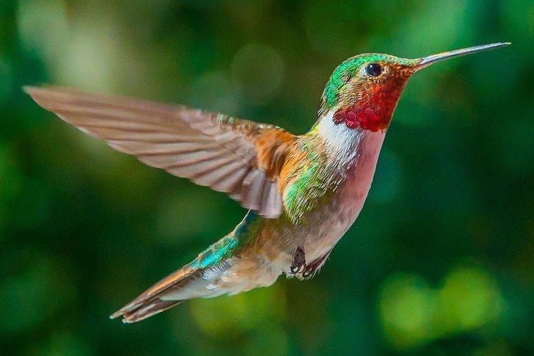 Colibri - photo d'oiseau