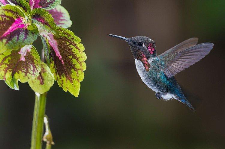 Colibri - photo d'oiseau