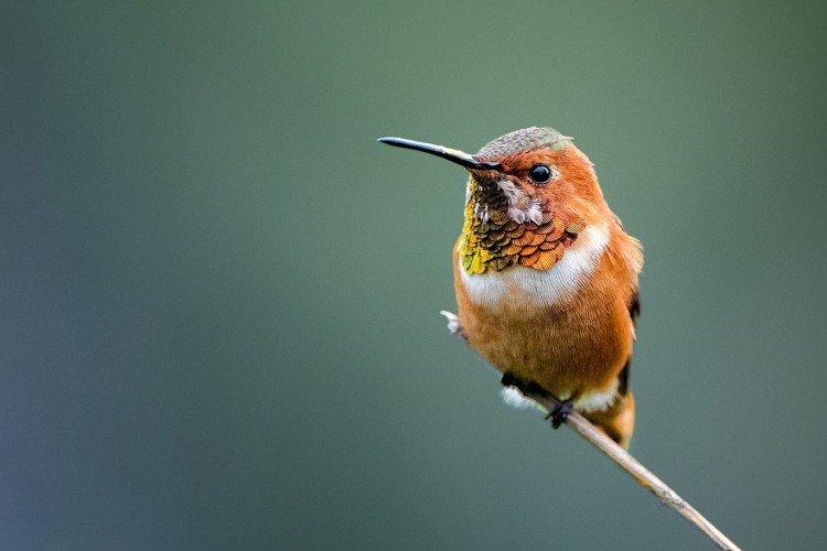 Colibri - photo d'oiseau