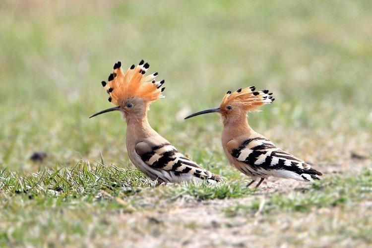 Rester en captivité