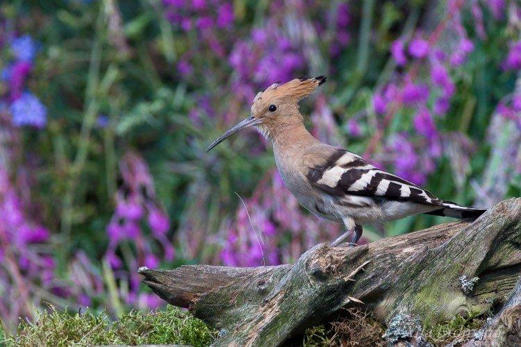 Huppe fasciée - photo d'oiseau