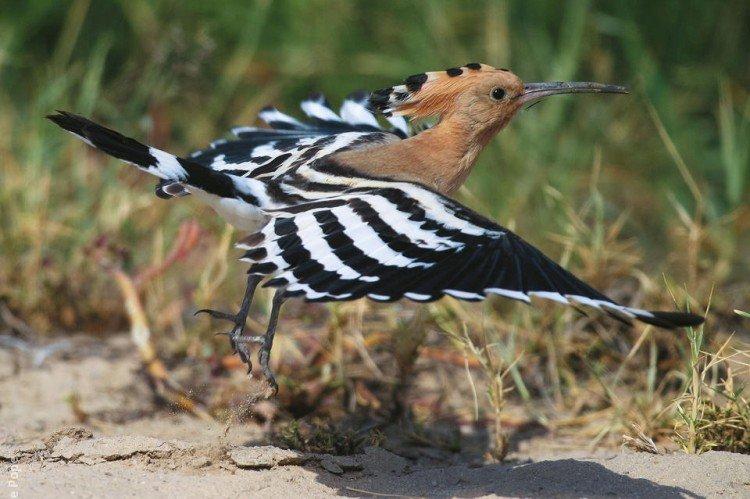 Huppe fasciée - photo d'oiseau