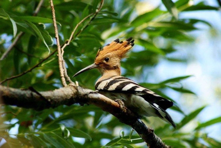 Huppe fasciée - photo d'oiseau