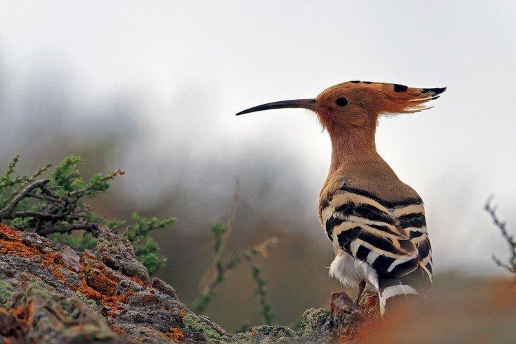 Huppe fasciée - photo d'oiseau