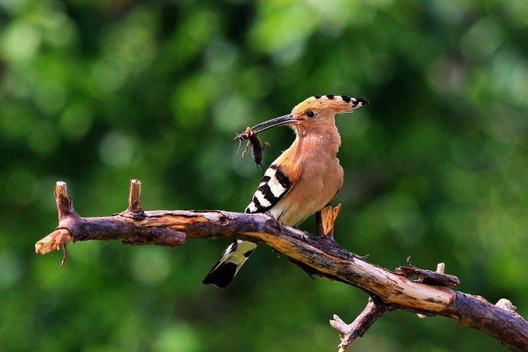 Huppe fasciée - photo d'oiseau