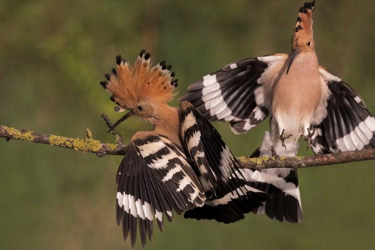Huppe fasciée - photo d'oiseau