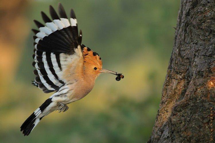 Huppe fasciée - photo d'oiseau
