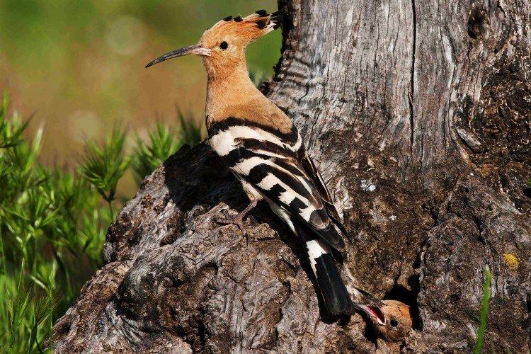 Huppe fasciée - photo d'oiseau