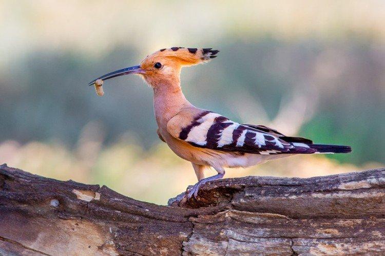 Huppe fasciée - photo d'oiseau