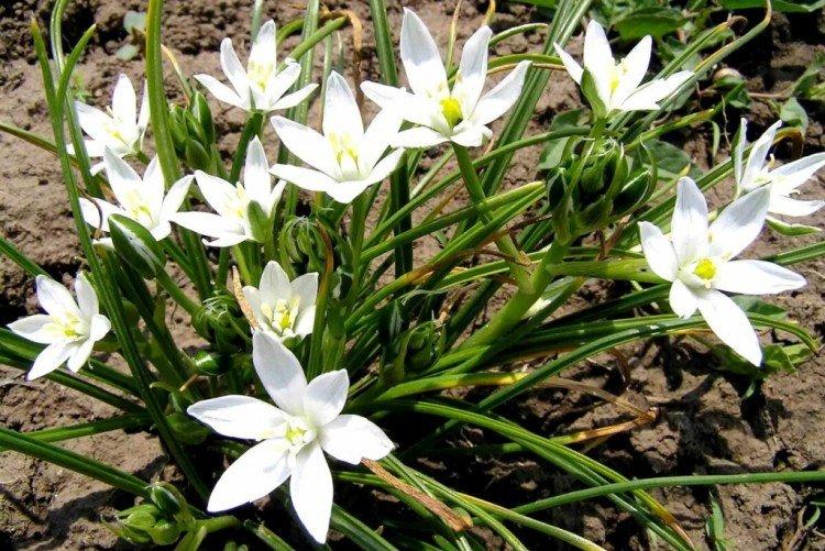 Birdhouse (50 photos): types, soins et plantation en plein champ