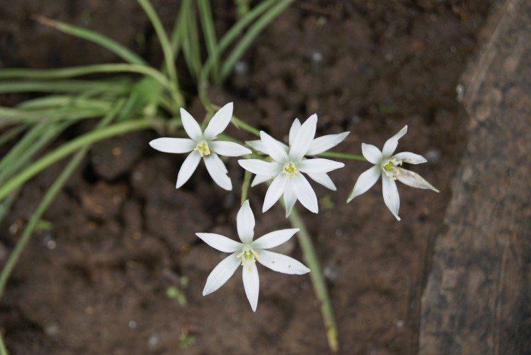 Lutte contre les parasites et les maladies