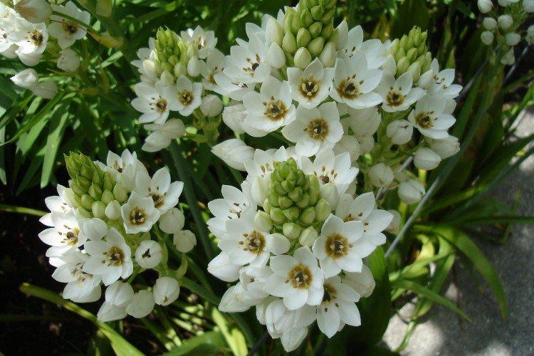 Ferme avicole tirsoïde