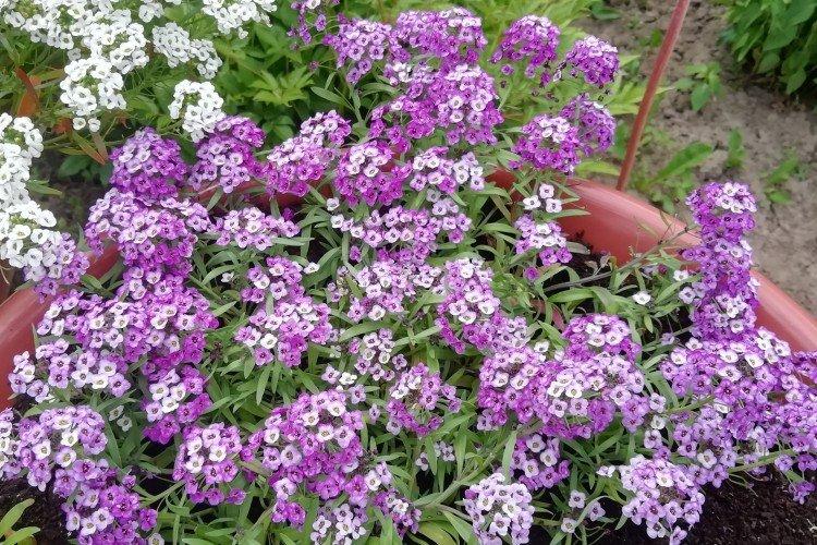 Lutte contre les parasites et les maladies