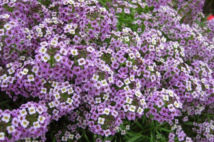 Lobularia - photo