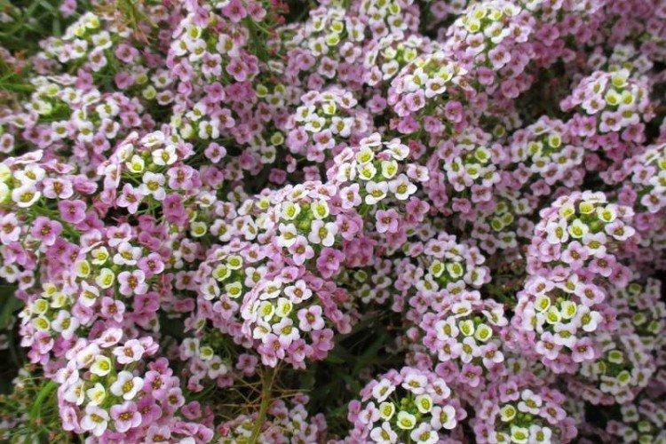 Lobularia - photo