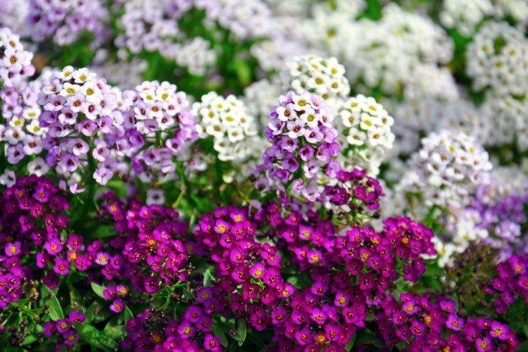 Lobularia - photo