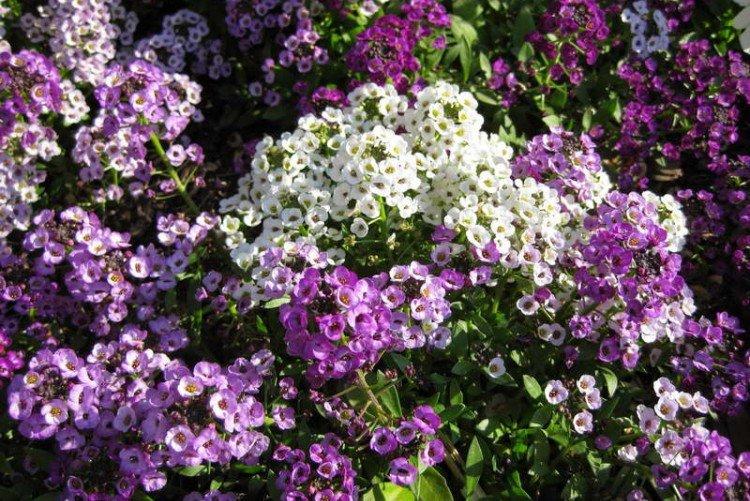 Lobularia - photo