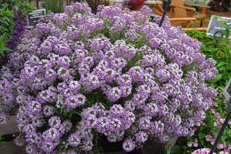 Engrais et alimentation