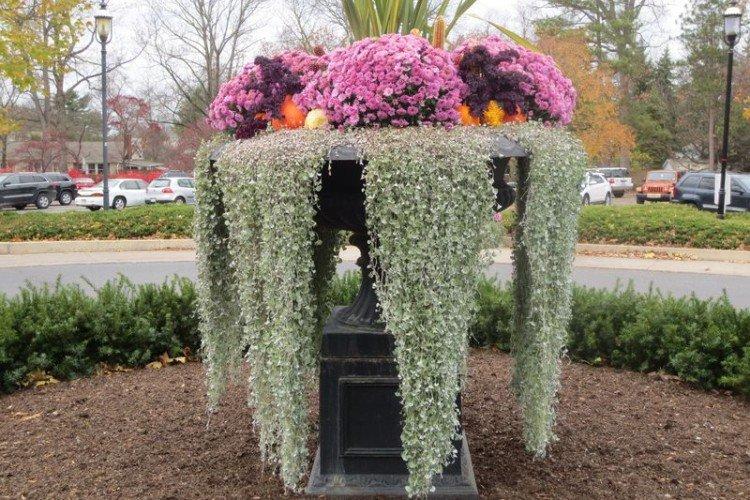 Dichondra (50 photos): types, culture et soins appropriés