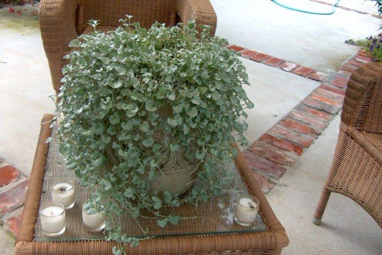 Dichondra - photo