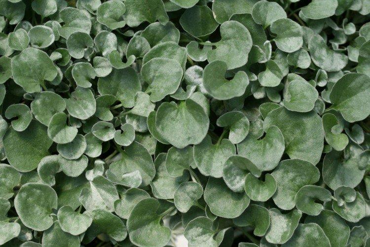 Dichondra - photo