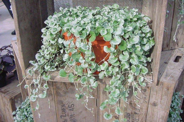 Dichondra - photo