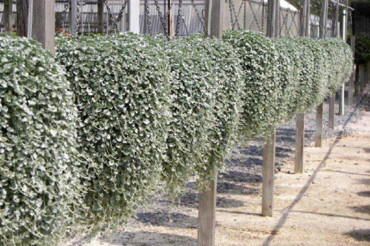 Engrais et alimentation