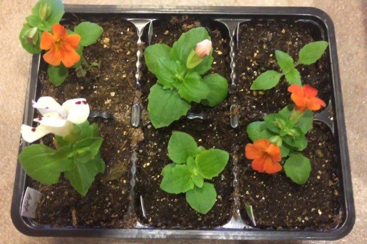 Plantation et reproduction de mimules