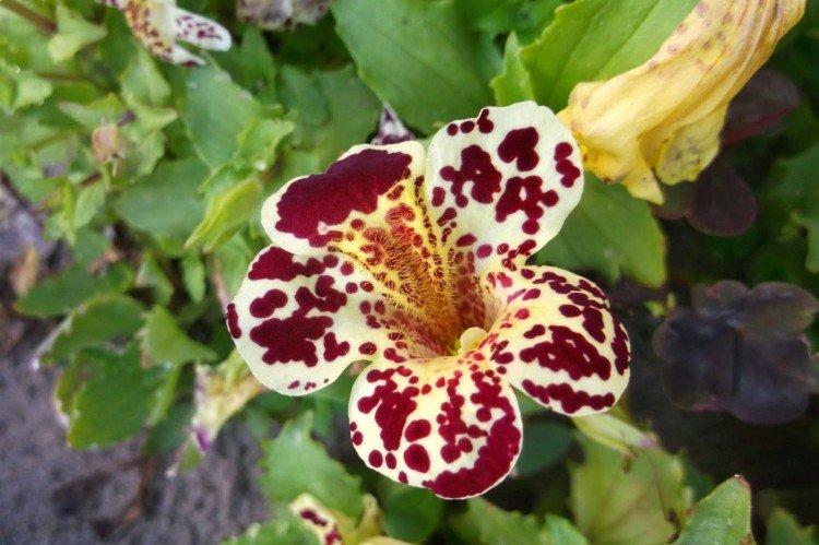 Lutte contre les parasites et les maladies