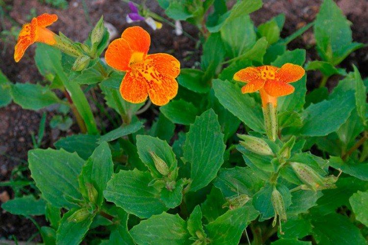 Mimulus rouge cuivré