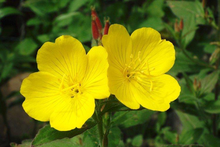 Engrais et alimentation