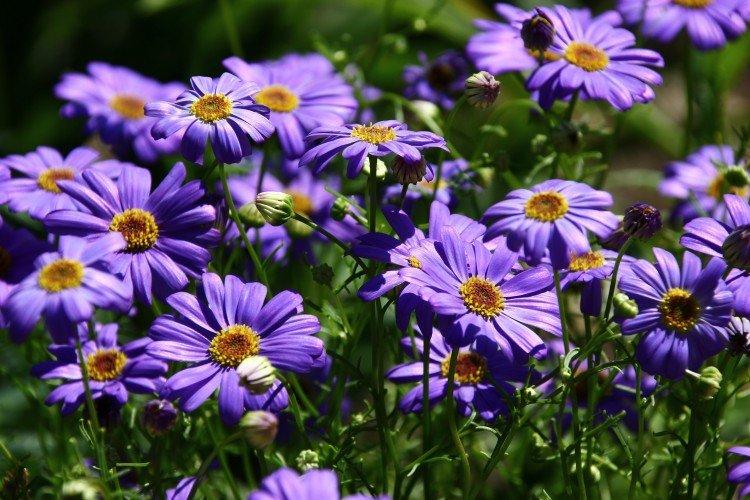 Brachikoma (50 photos): types, soins et plantation en plein champ