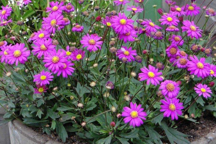 Lutte contre les parasites et les maladies