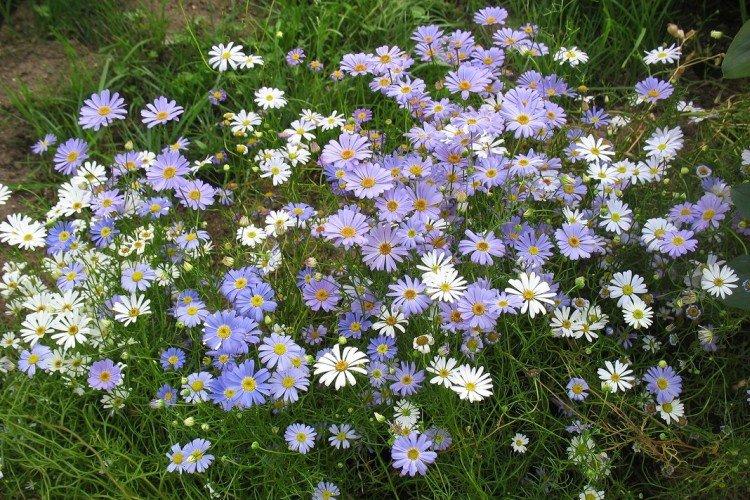 Brachycome ibérique