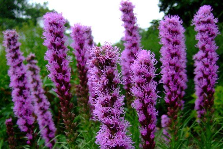 Lutte contre les parasites et les maladies