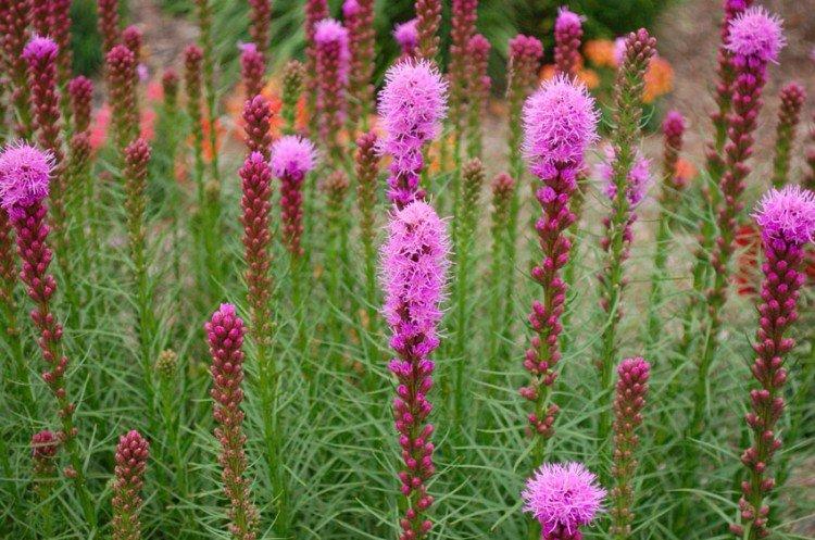 Liatris - photo