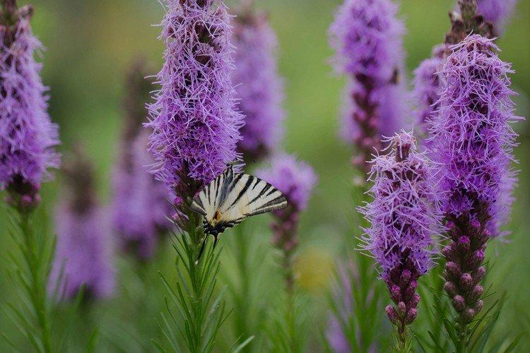Liatris - photo