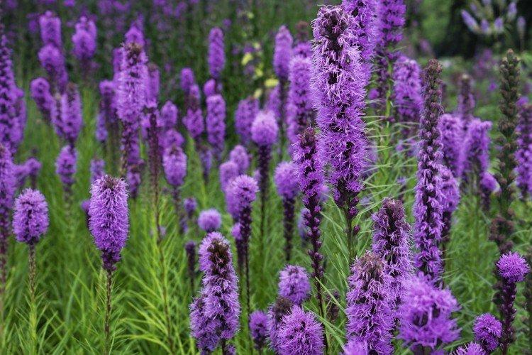 Liatris - photo
