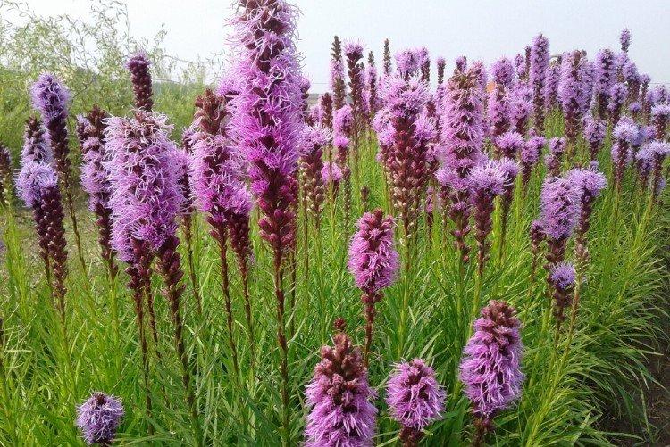 Liatris d'épillets