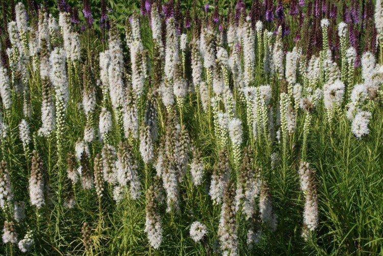 Liatris - photo