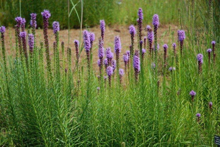 Liatris - photo