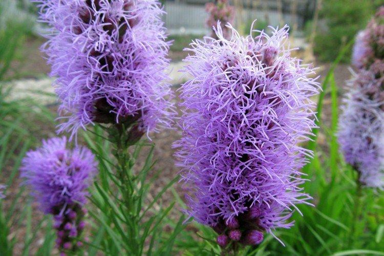 Liatris membraneux