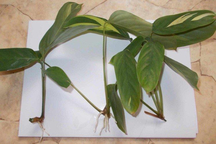 Planter et élever des shefflers