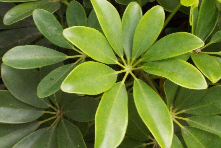 Shefflera à feuilles étoilées