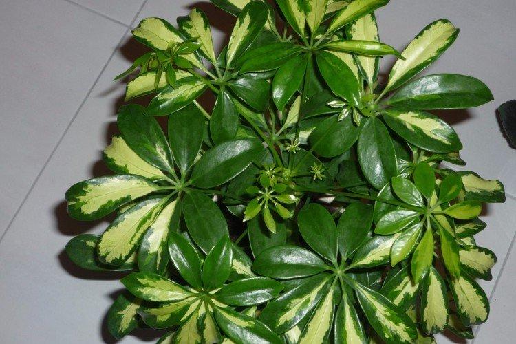 Schefflera - photo