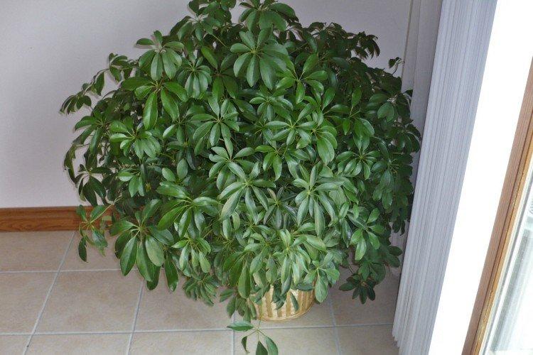 Schefflera - photo