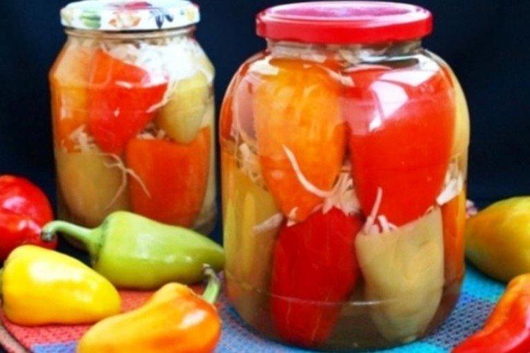 Récolte du poivron au chou