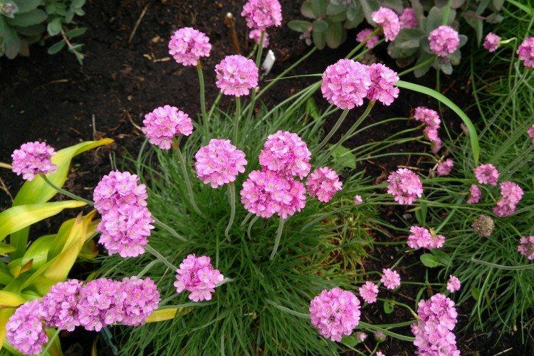 Lutte contre les parasites et les maladies