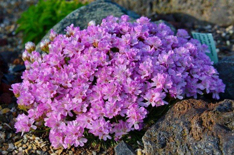 L'armeria de Soddy